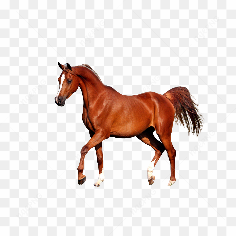 CAVALO EM GALOPE