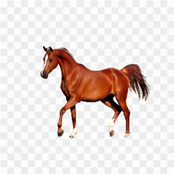 CAVALO EM GALOPE