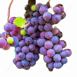 Red Grapes Royalty
