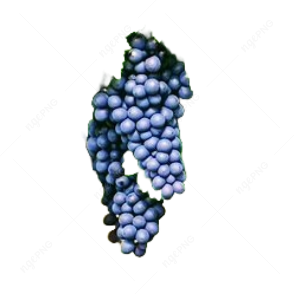 Red Wines Grapes