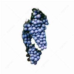 Red Wines Grapes