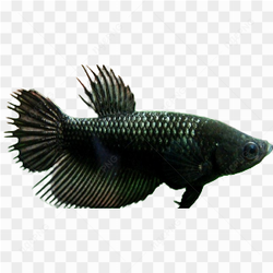 Betta Fish Water