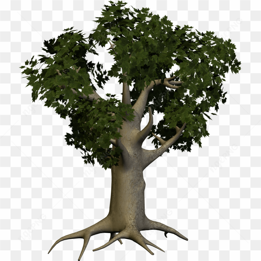 Un arbre majestueux se dresse contre la nuit 