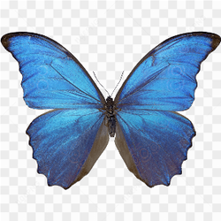 Papillon Morpho Bleu sur fond noir