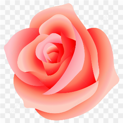 Beaut rose magnifique