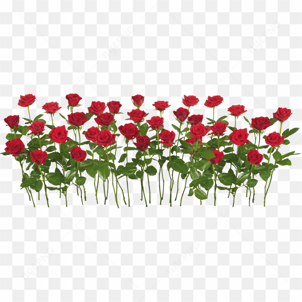 Passion ardente avec fleur