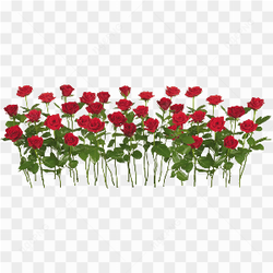 Passion ardente avec fleur
