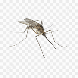 Gros plan d\'un moustique