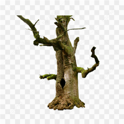 Old dead tree