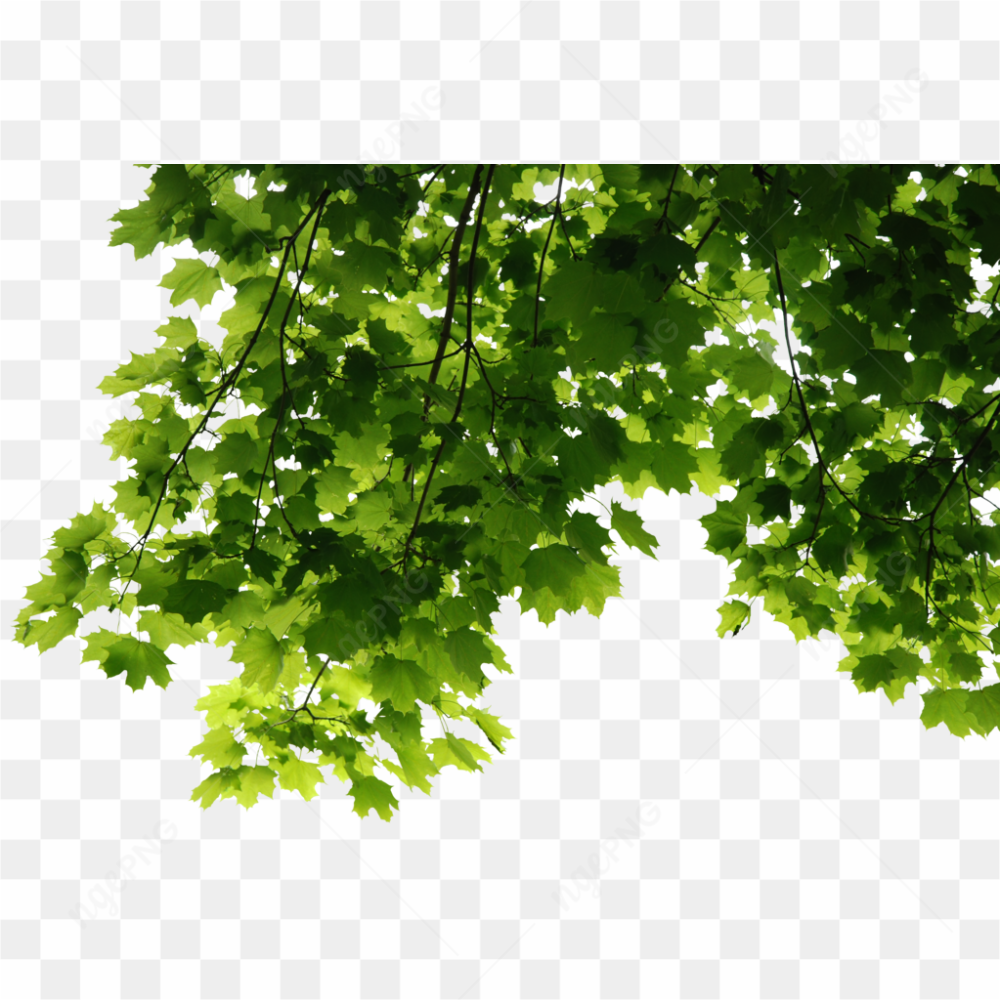Tree liefs png