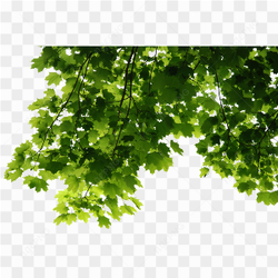 Tree liefs png