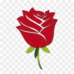Rose Red Flower