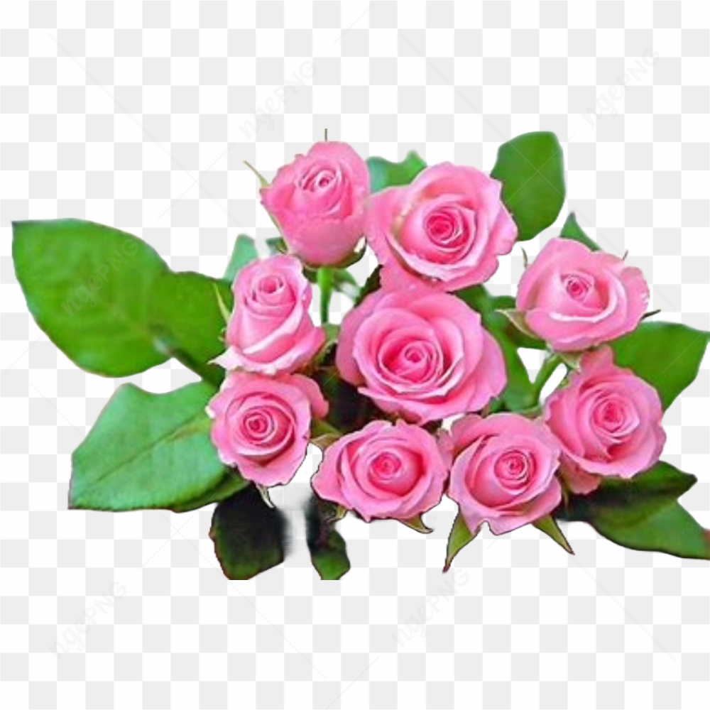 Pink Rose Flower
