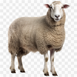 Brown Dairy Sheep