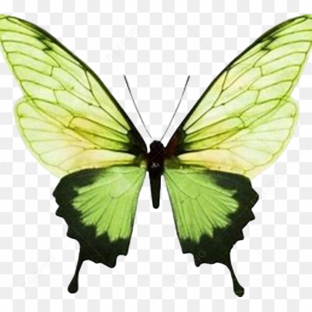 Butter fly animal