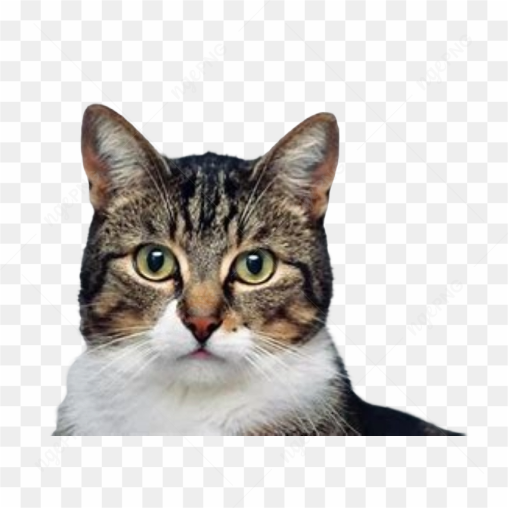 Cat meme animal