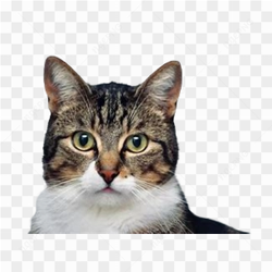 Cat meme animal