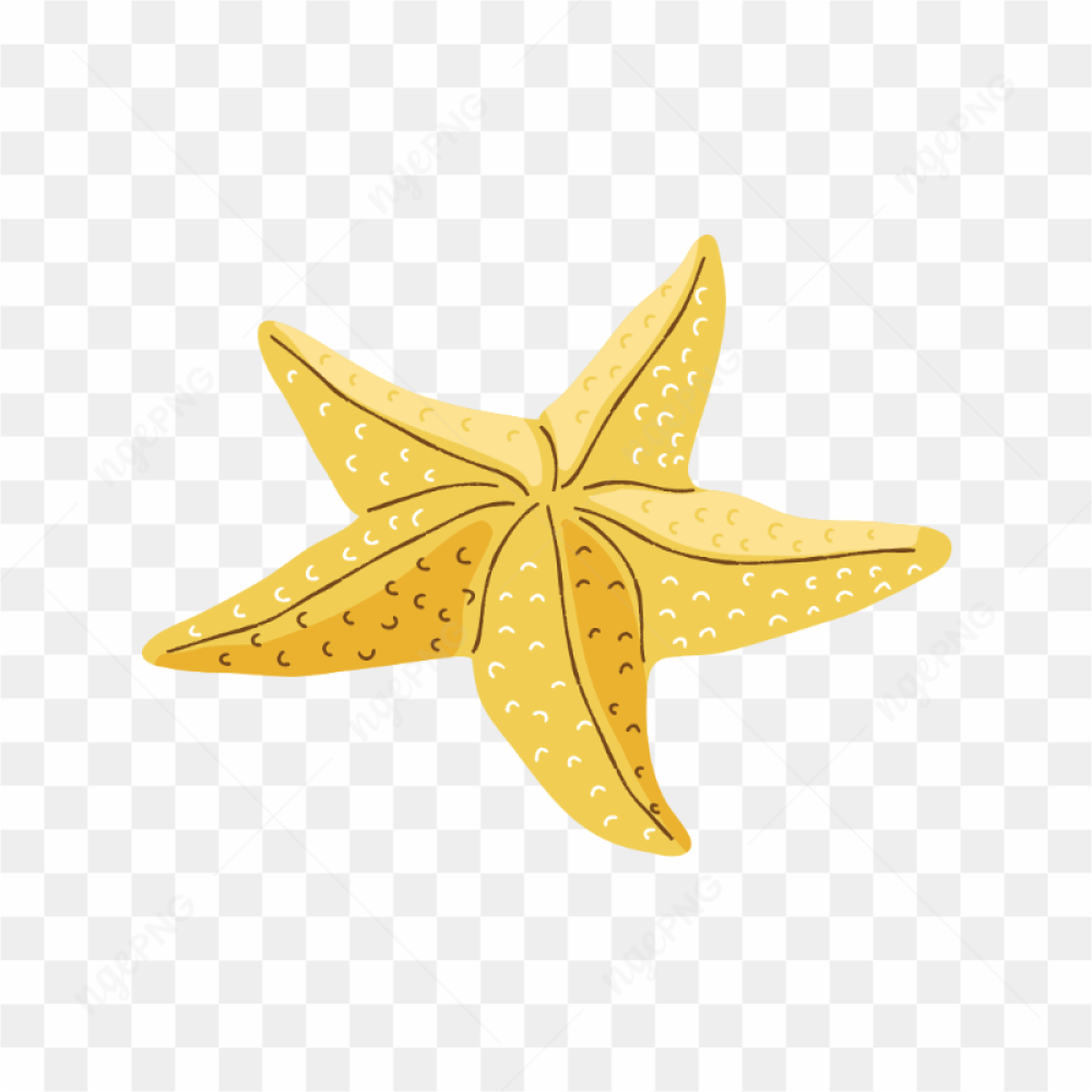 Sea starfish image 