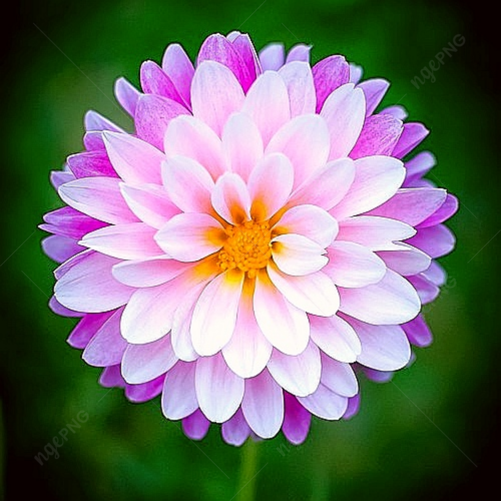 Pink Dahlia flower