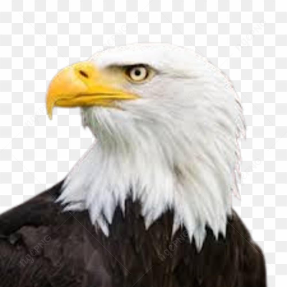 Eagle bald eagle animals