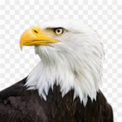 Eagle bald eagle animals
