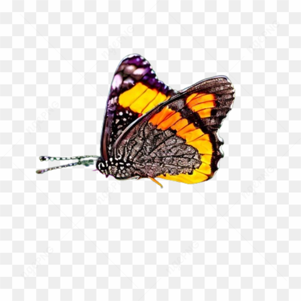 Butterfly insects flowers