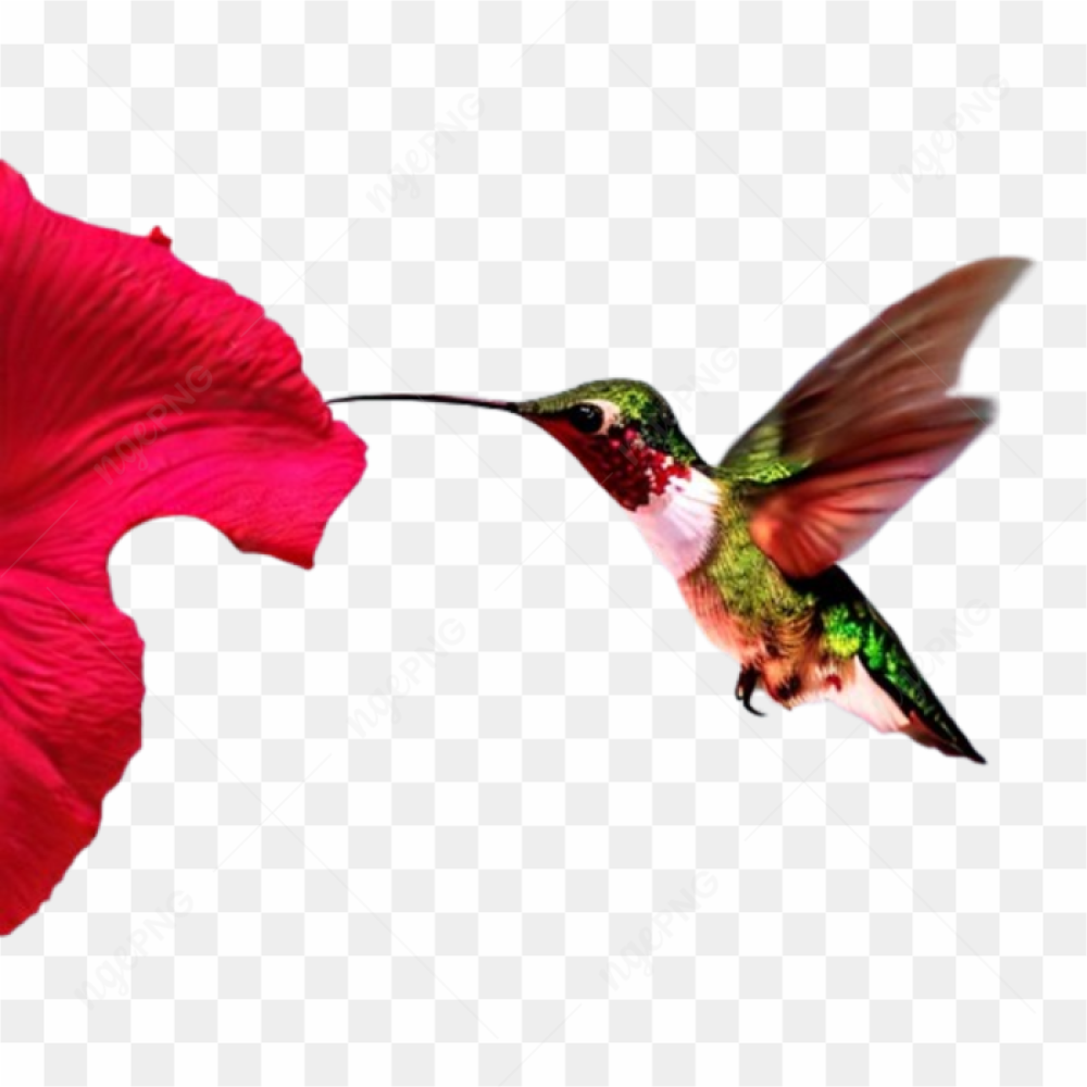 Hummingbird nature flowers