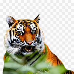 Tiger cat wild