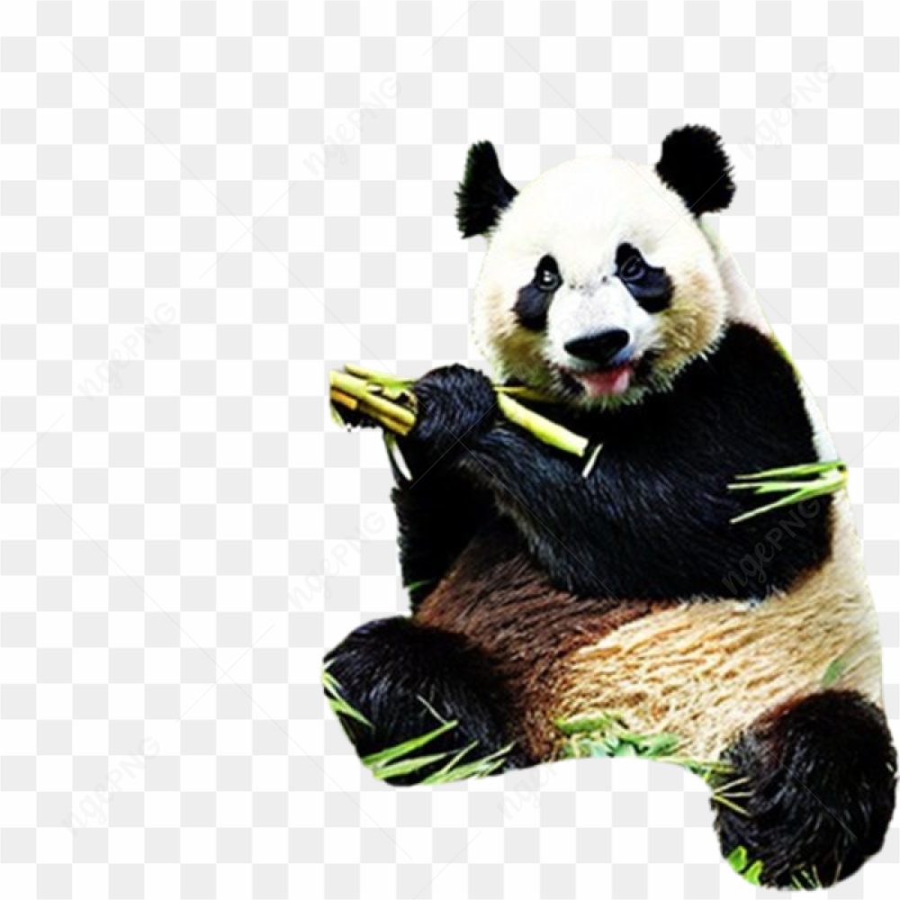 Panda bear animals