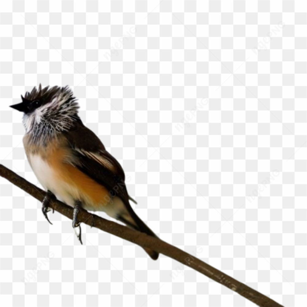 Bird feathersfluffed nature