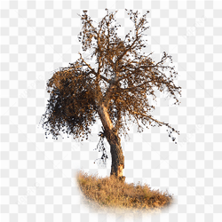 Png image gallery 1