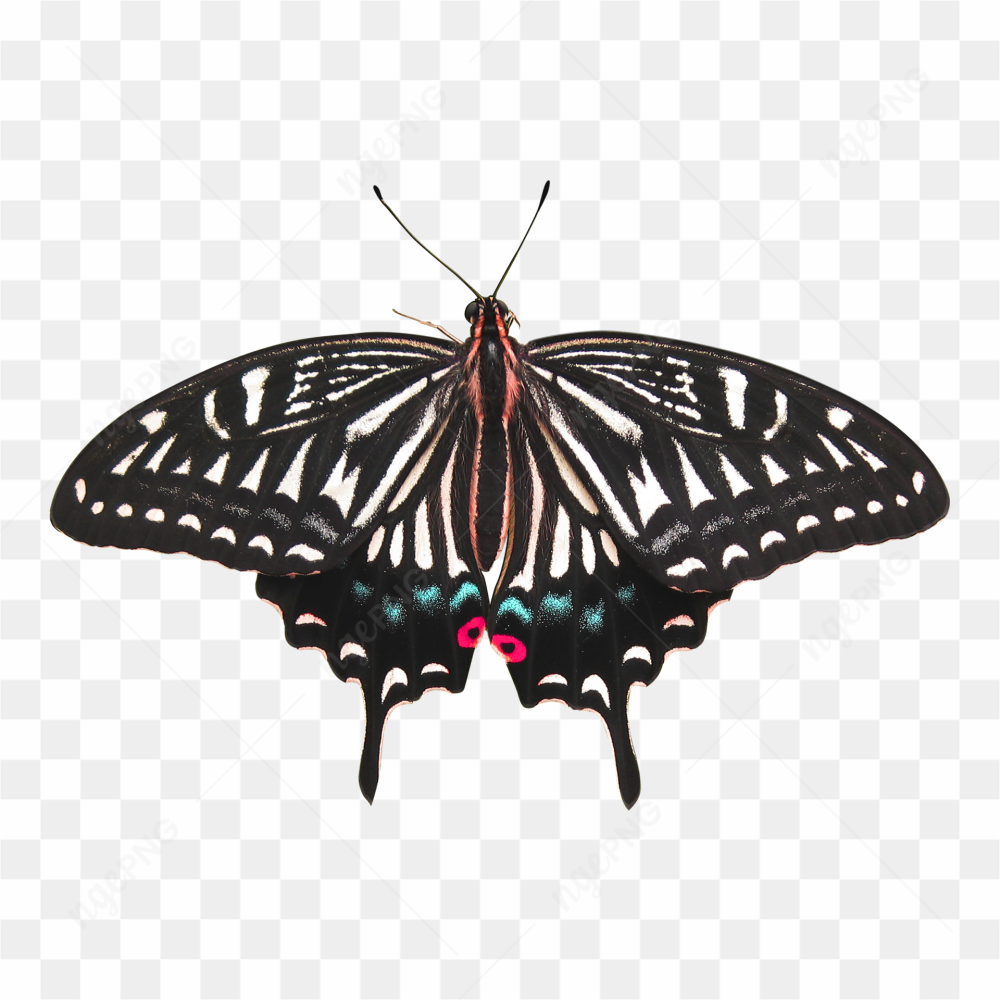 Butterfly away png
