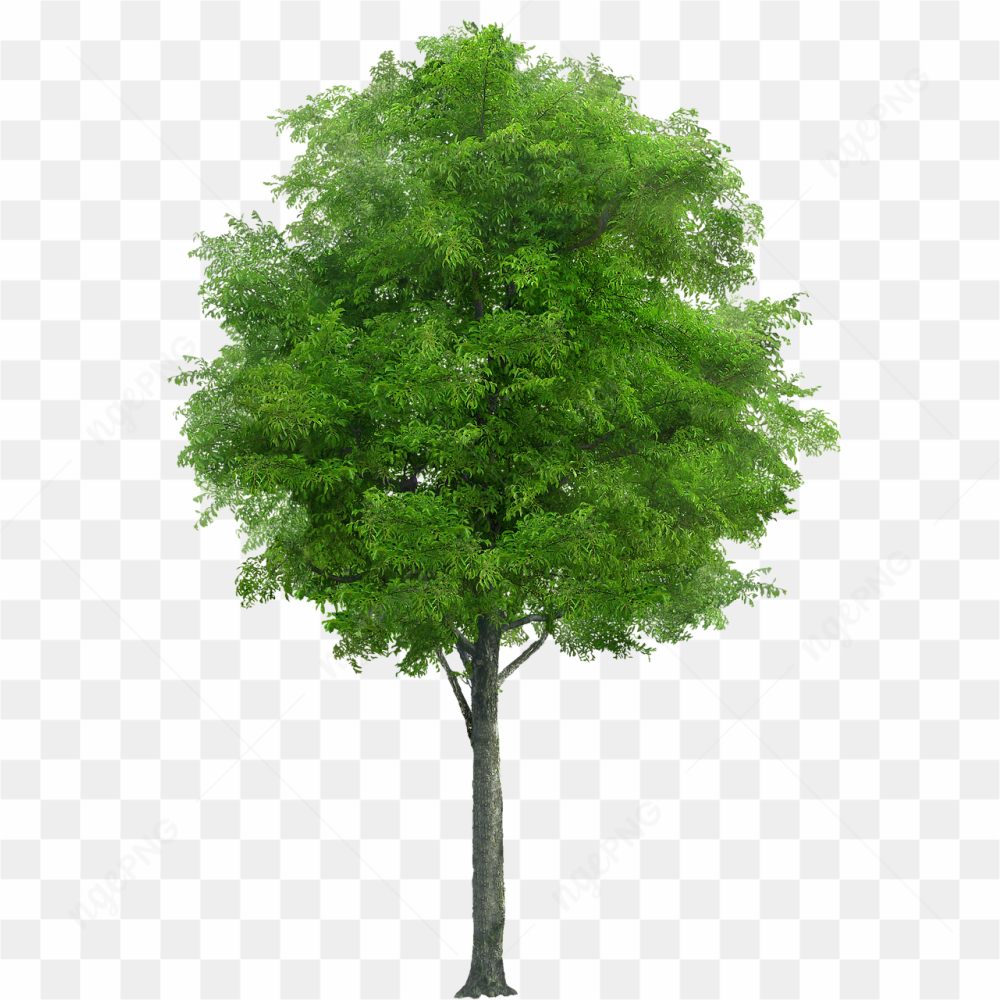 Tree life png
