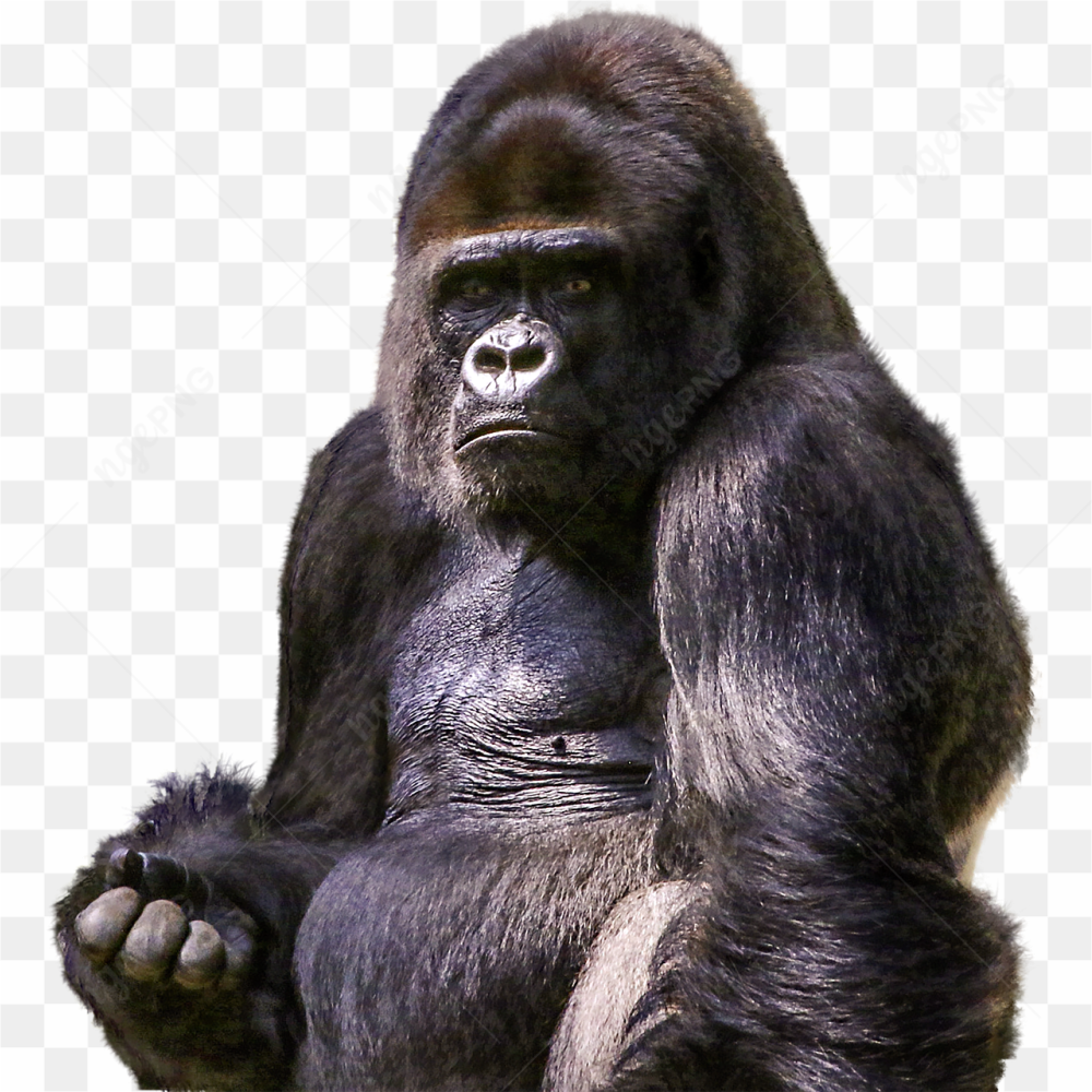 Gorilla pic pic