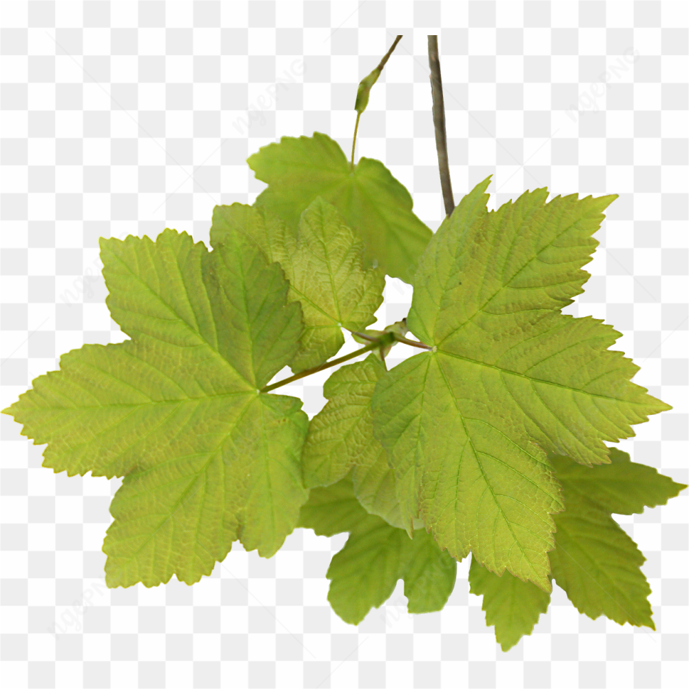 Tree Leaf pic 