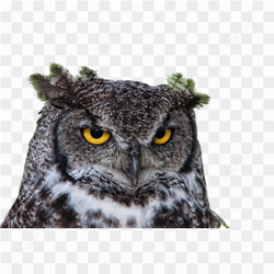 Angry Owl picture