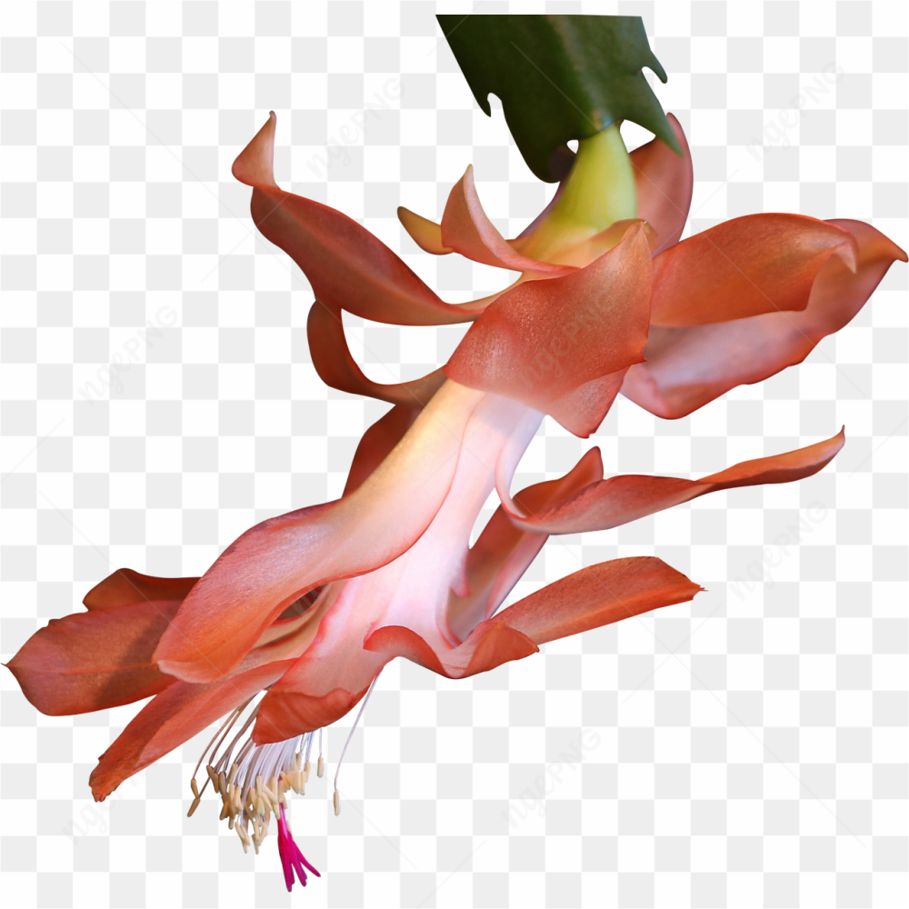 Dark pink flower 