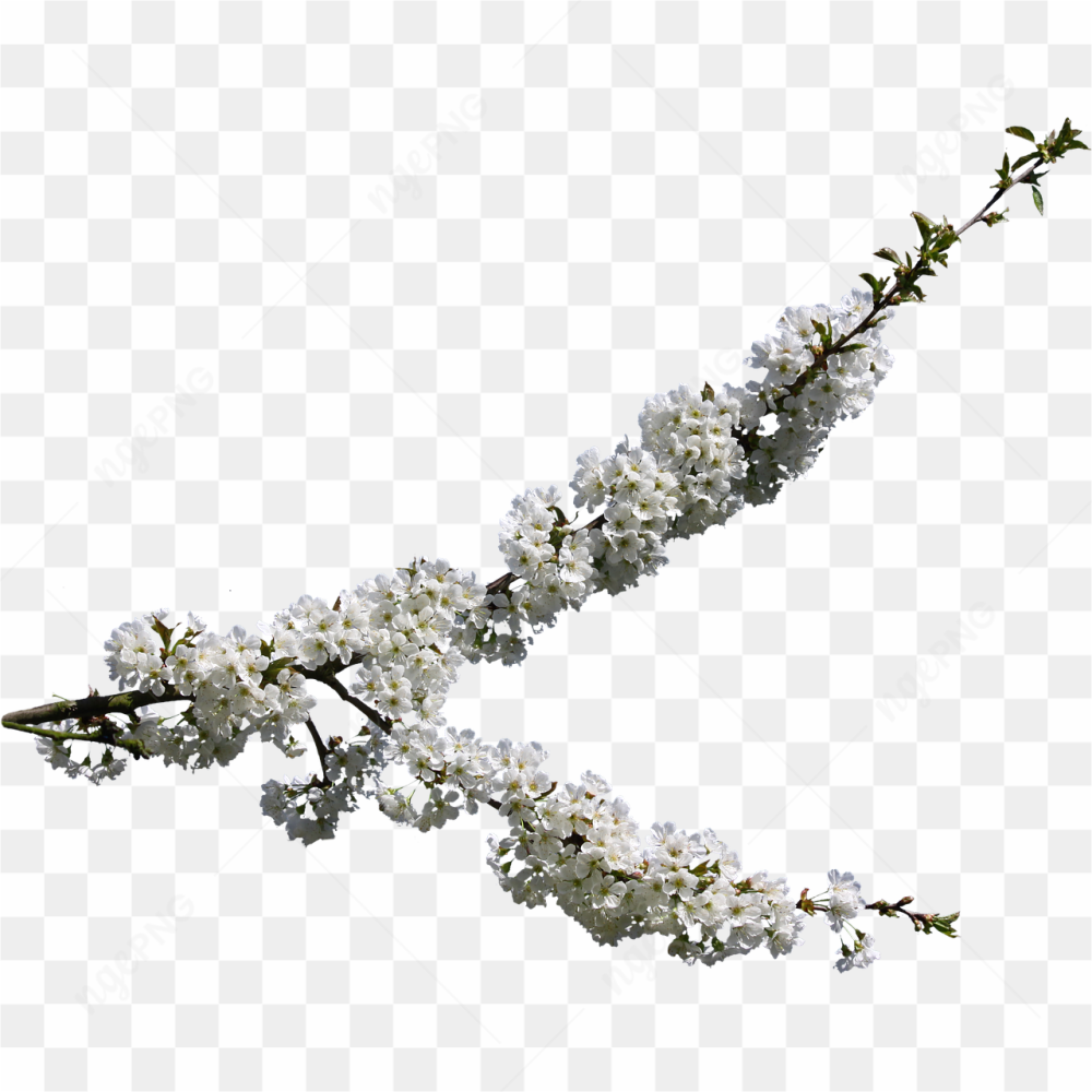 White flower pic 