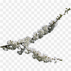 White flower pic 