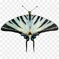 White butterfly fly