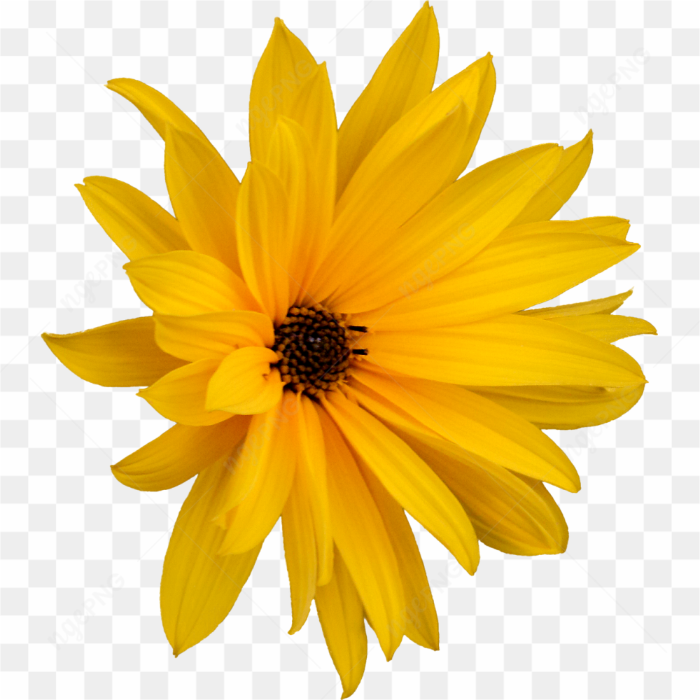 Yellow flower pic 