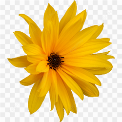 Yellow flower pic 