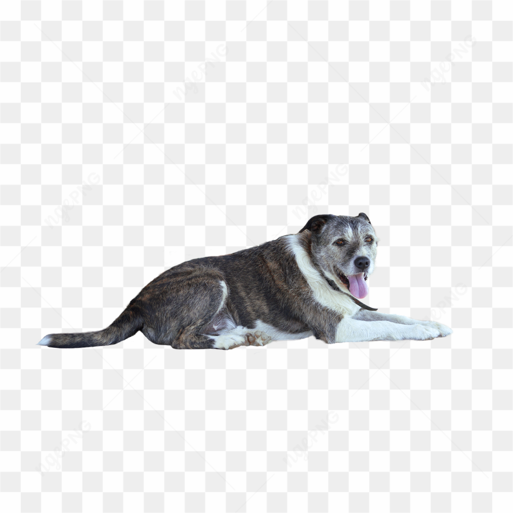 Dog dog picture 