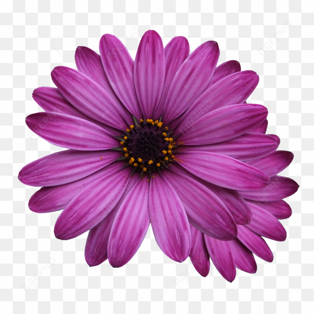 Purple flower pic 