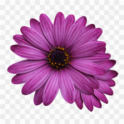 Purple flower pic 