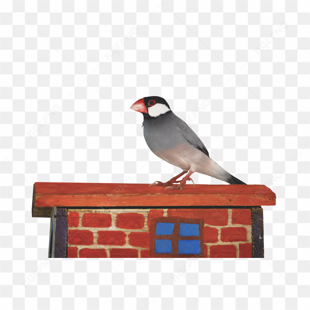 Bird on bricks 