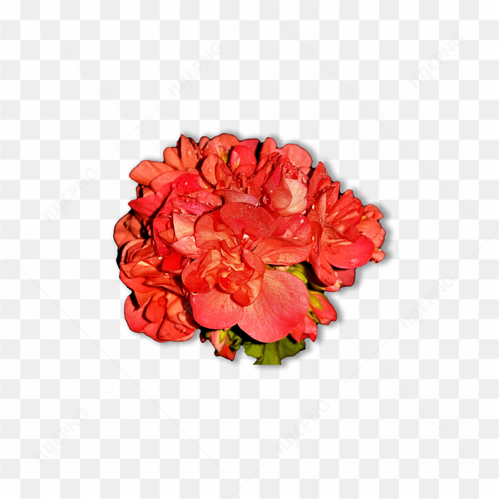 Red flower pic 