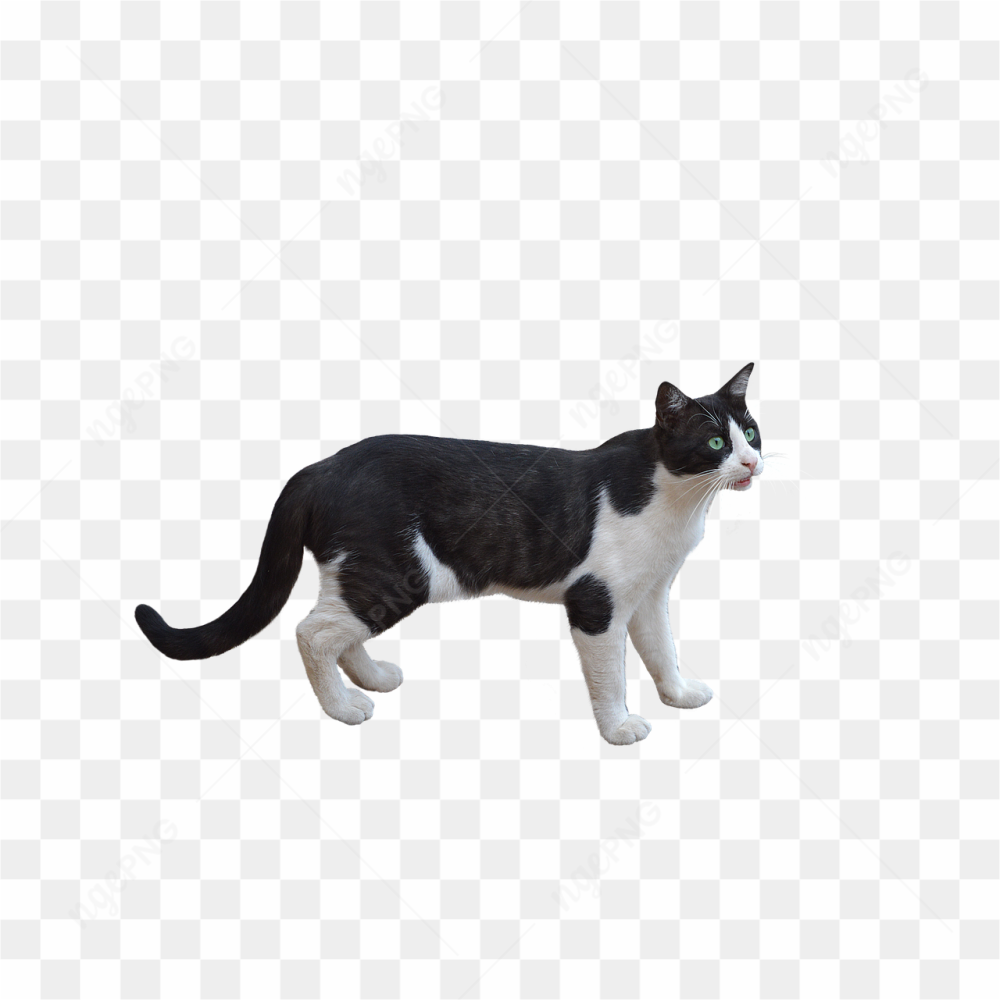 Black white cat 