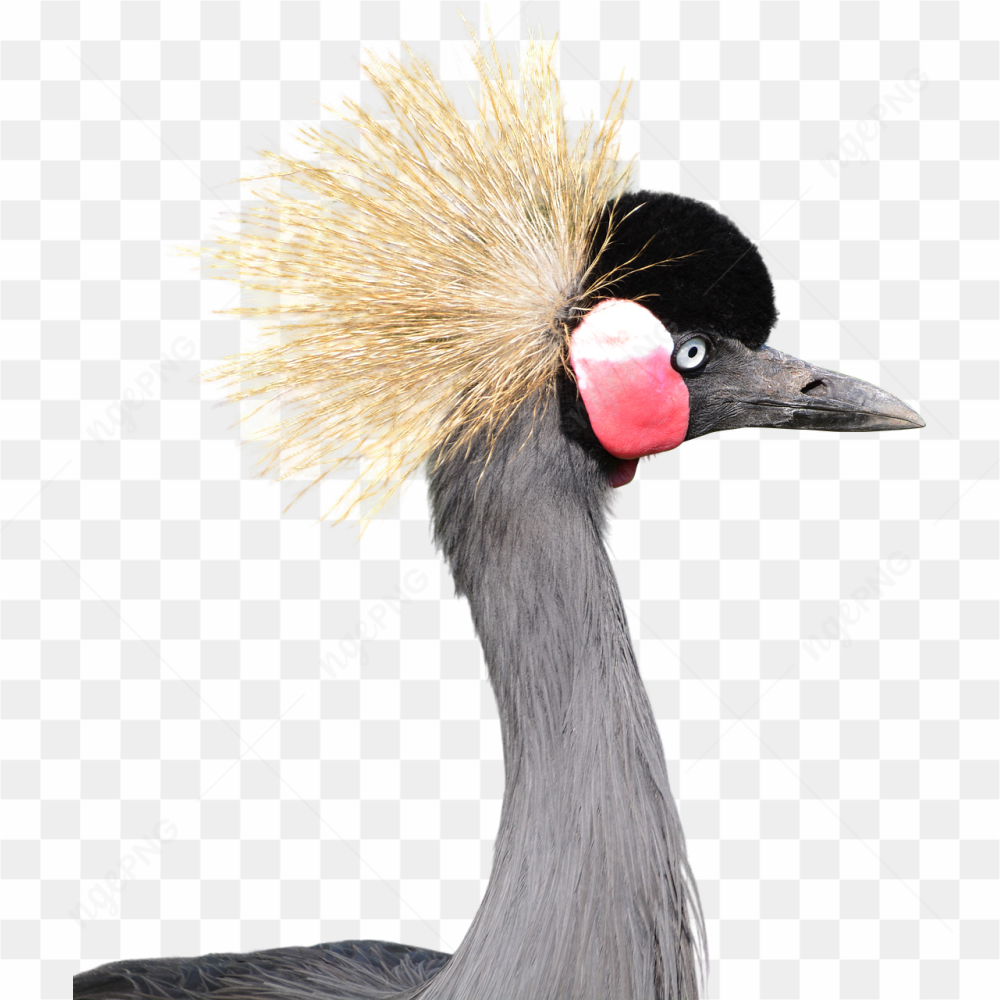 Bird family pic