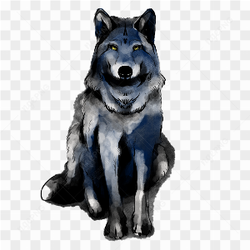 Dessin d\'un loup wolf